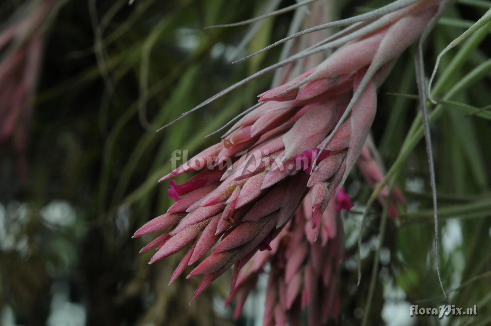 Tillandsia gardneri?