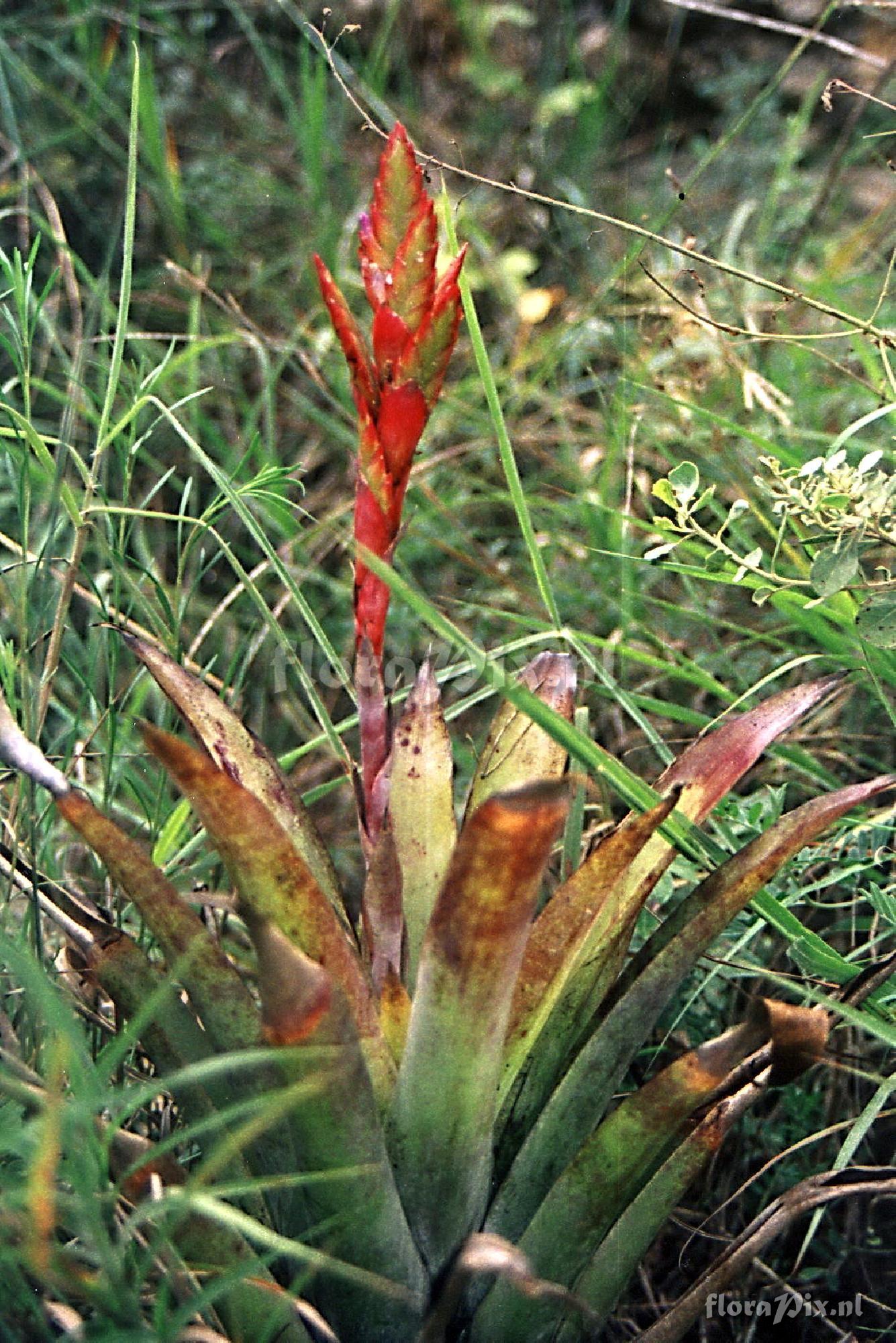 Tillandsia rubro-violacea