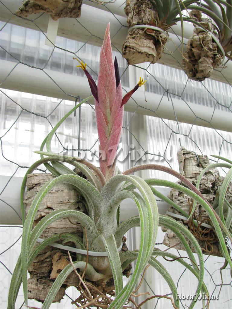 Tillandsia klaussii