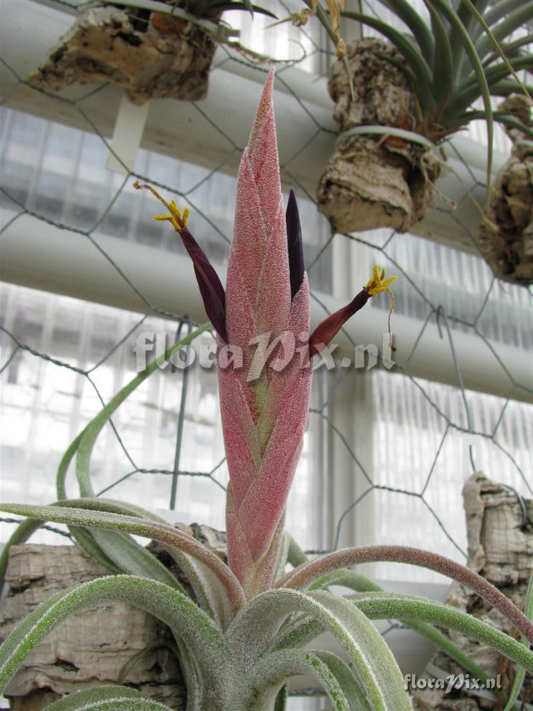 tillandsia klaussii