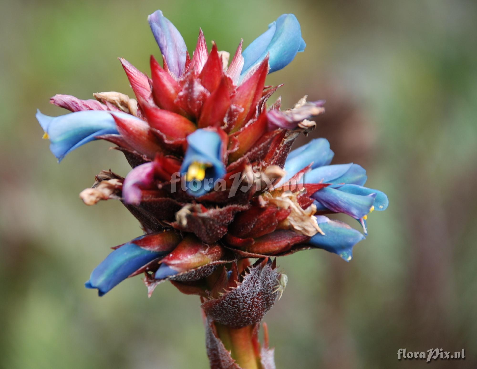 Puya eryngioides