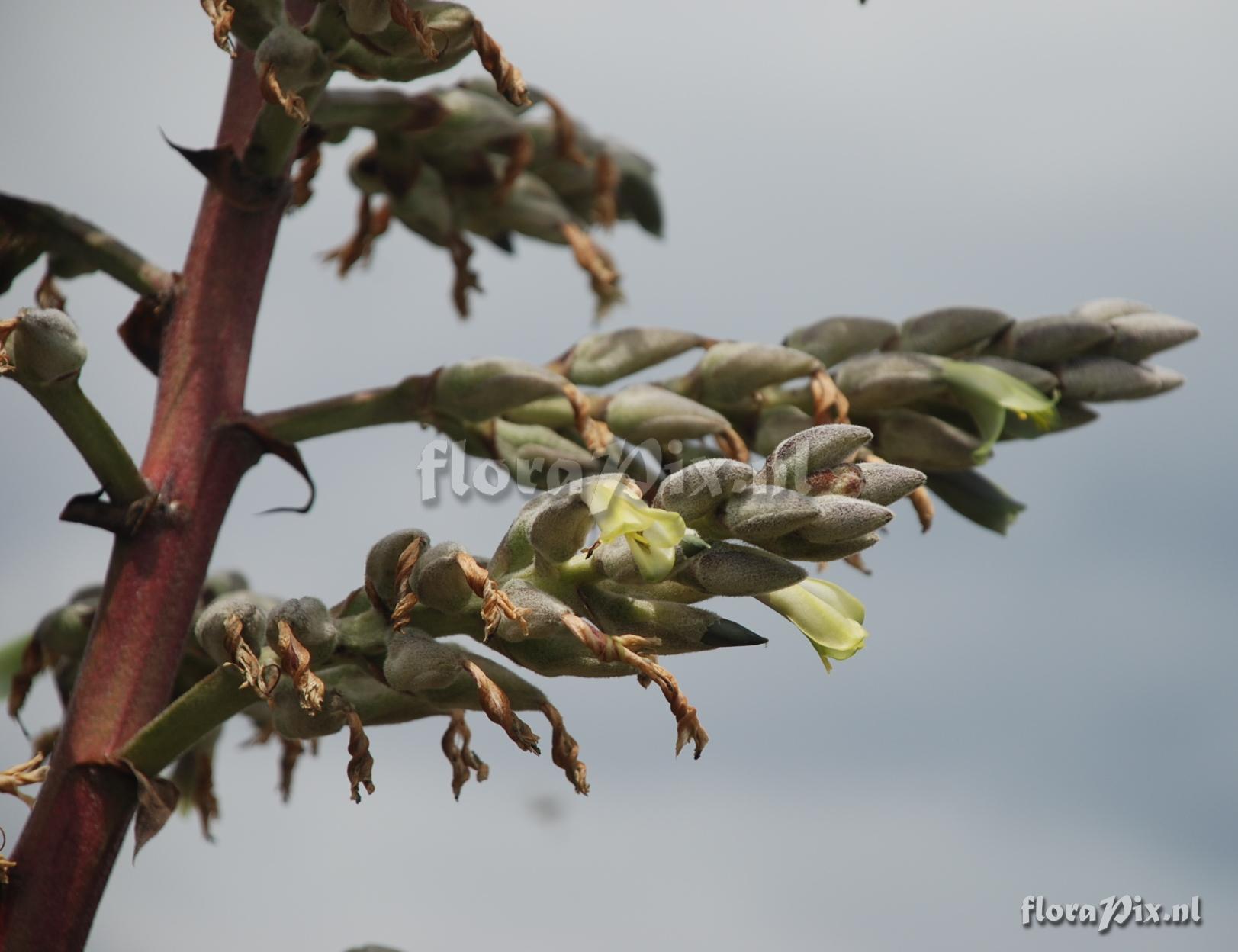 Puya cf. thomasiana