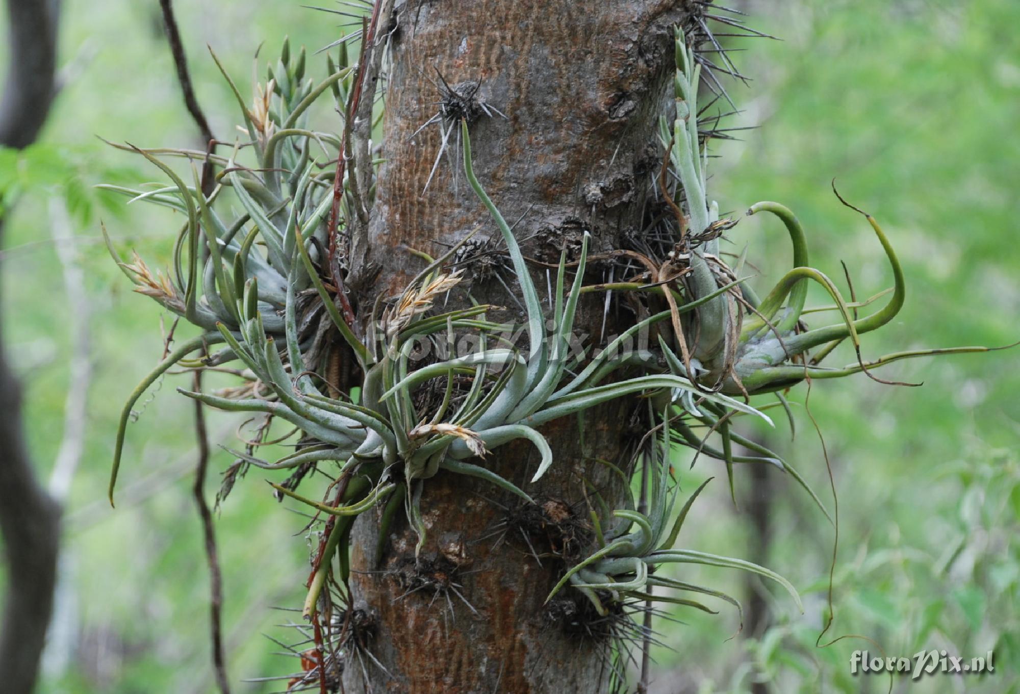 Tillandsia paucifolia