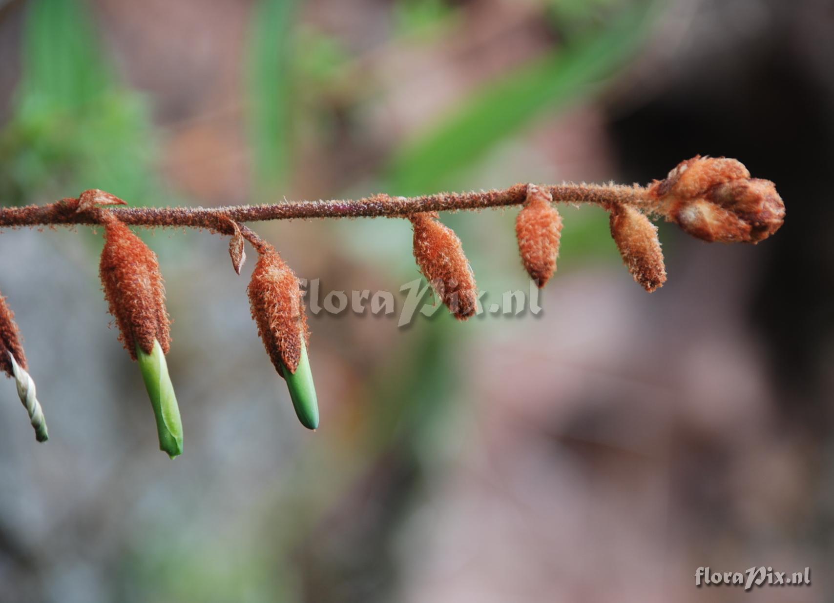 Puya aff. ferruginea