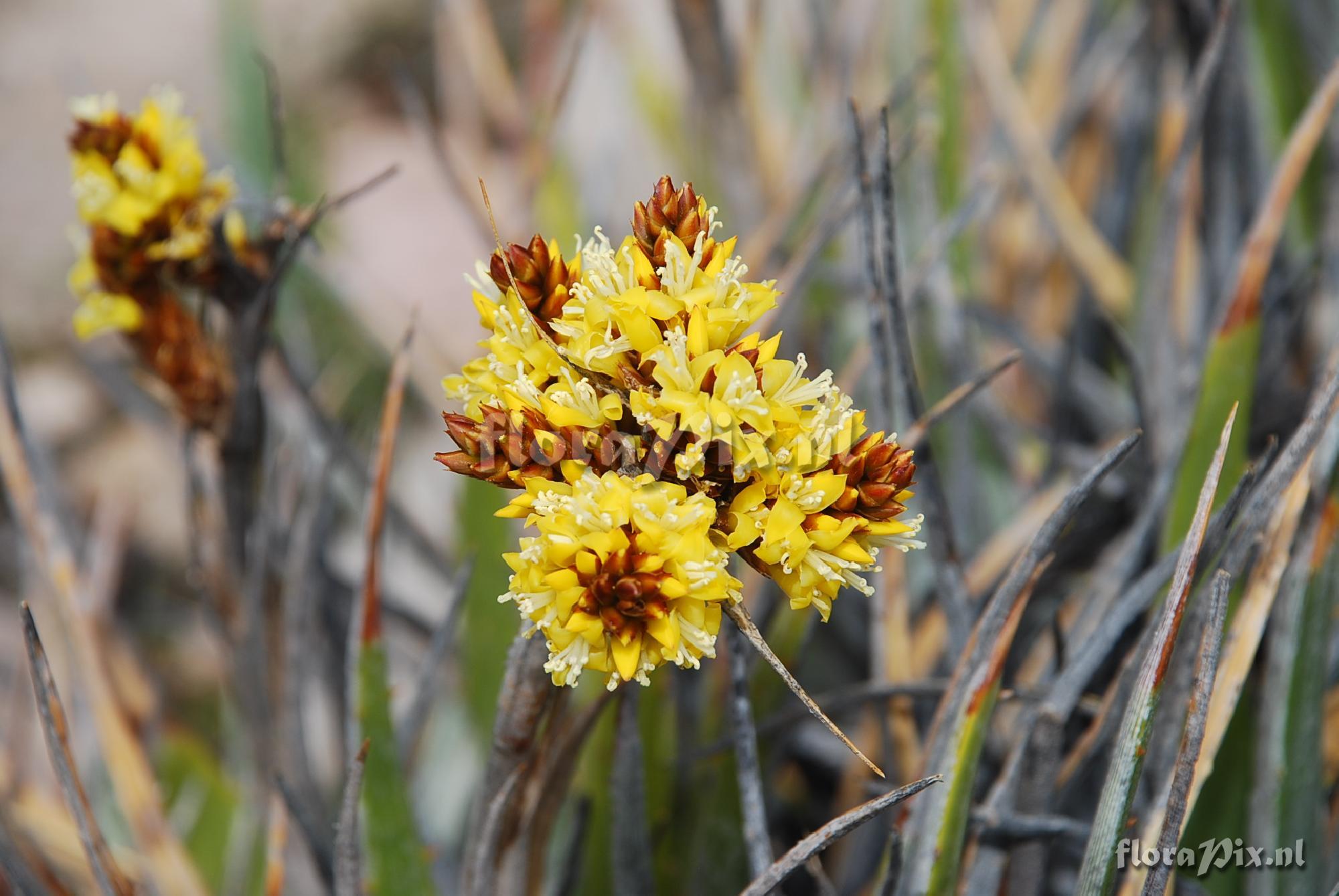 Deuterocohnia strobilifera 