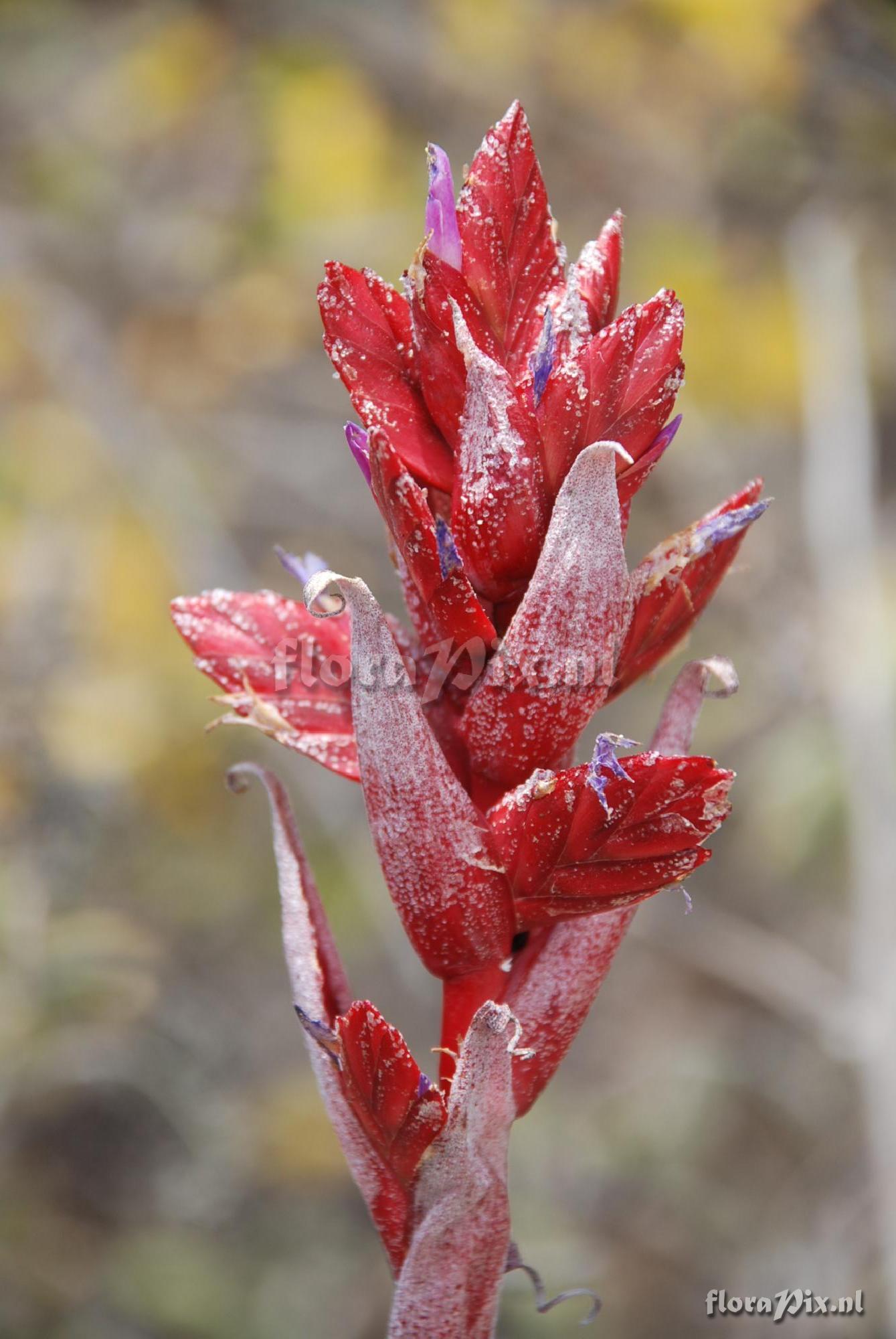 Tillandsia aff. latifolia