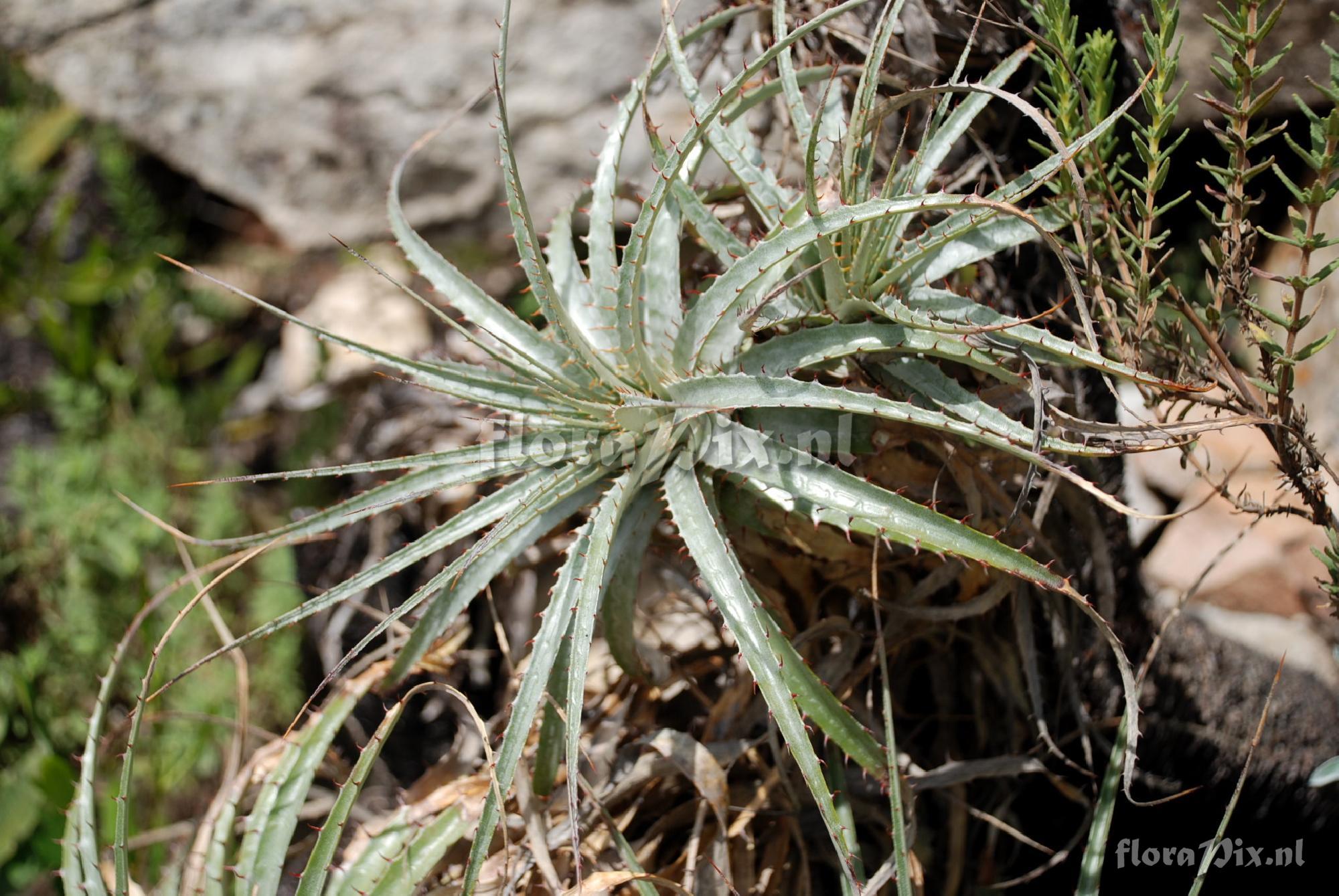 Puya ferruginea