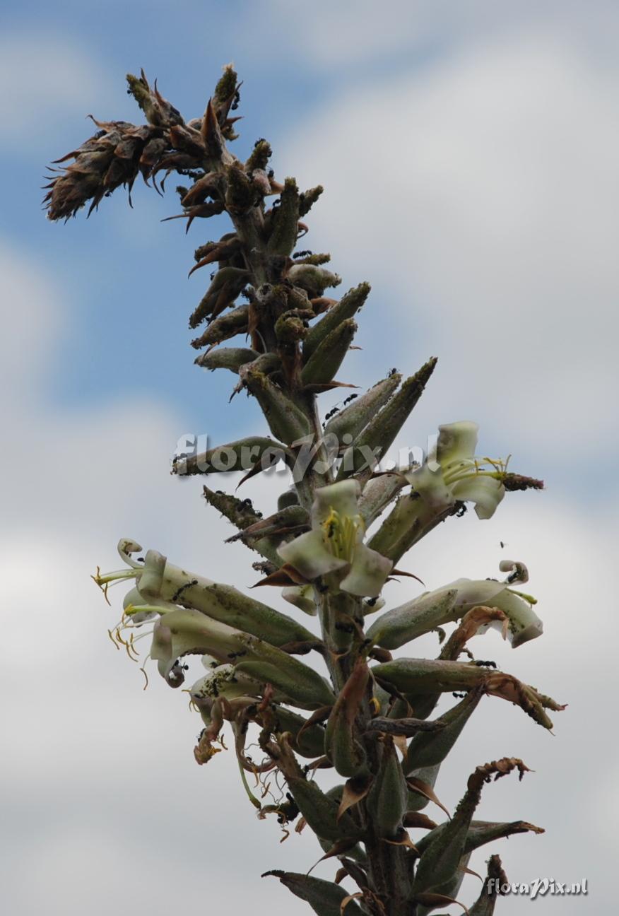 Puya 