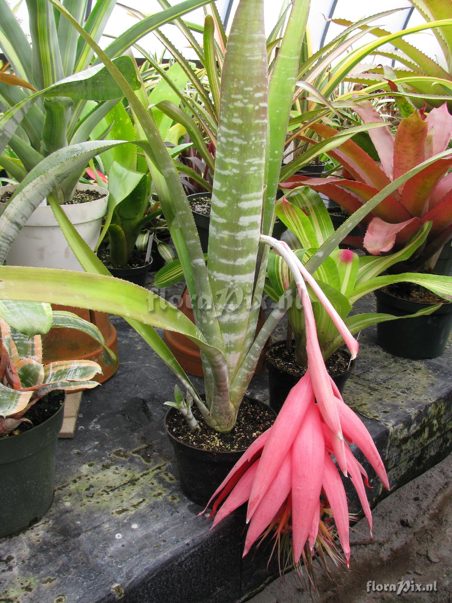 Billbergia eloisiae