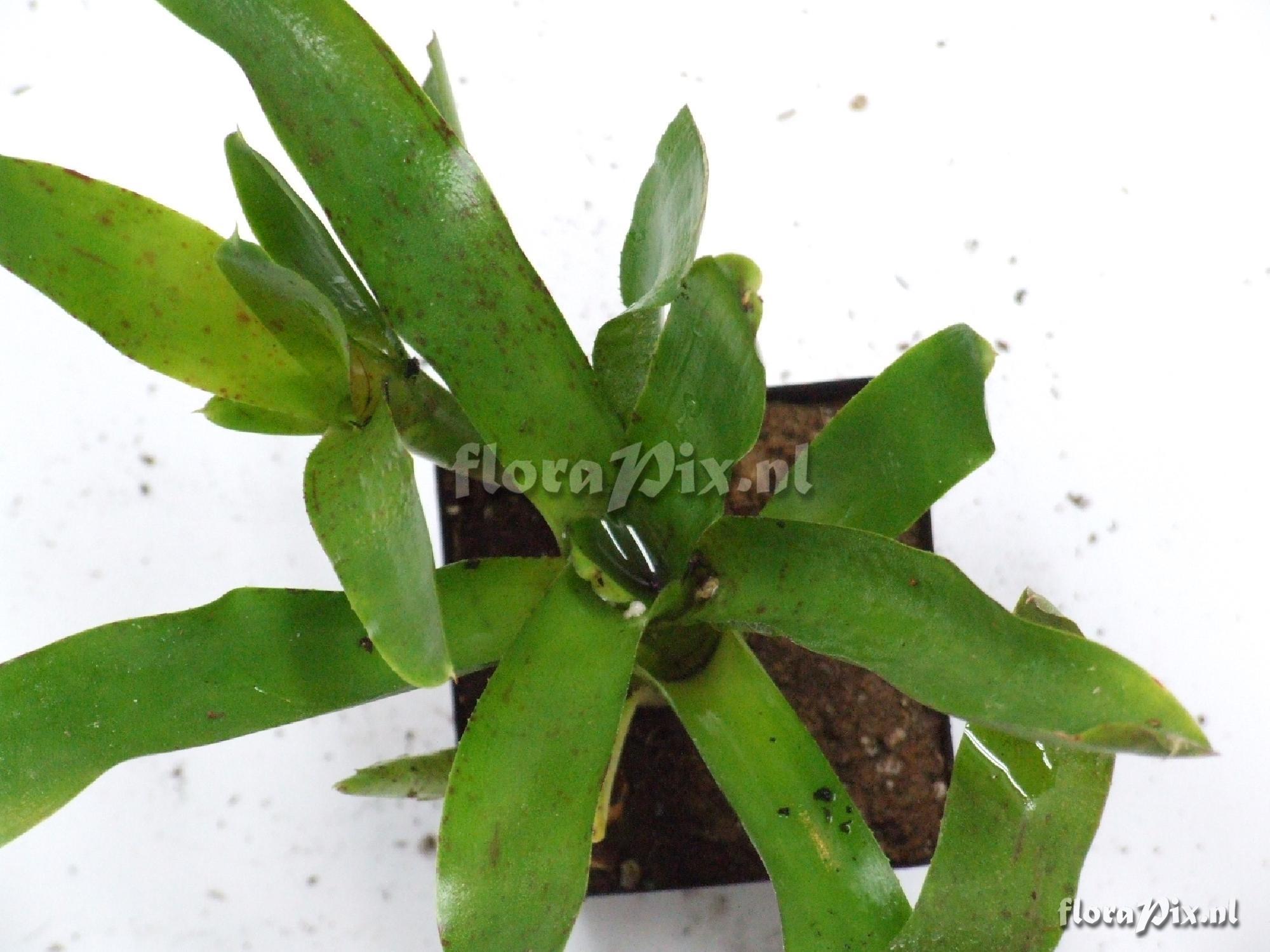 Neoregelia spec.