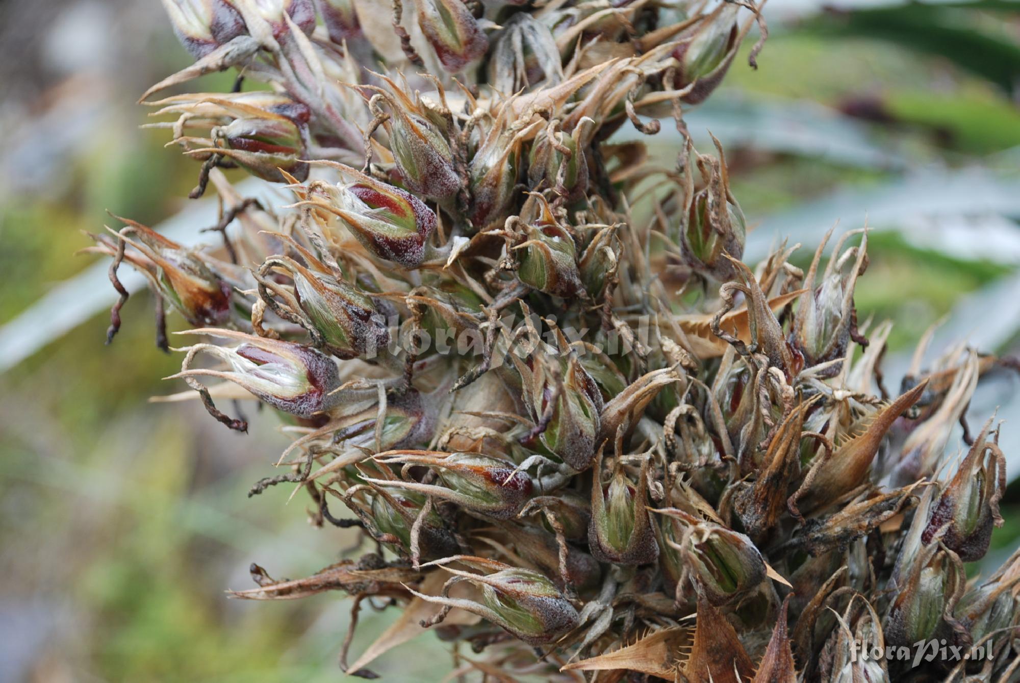 Puya densiflora