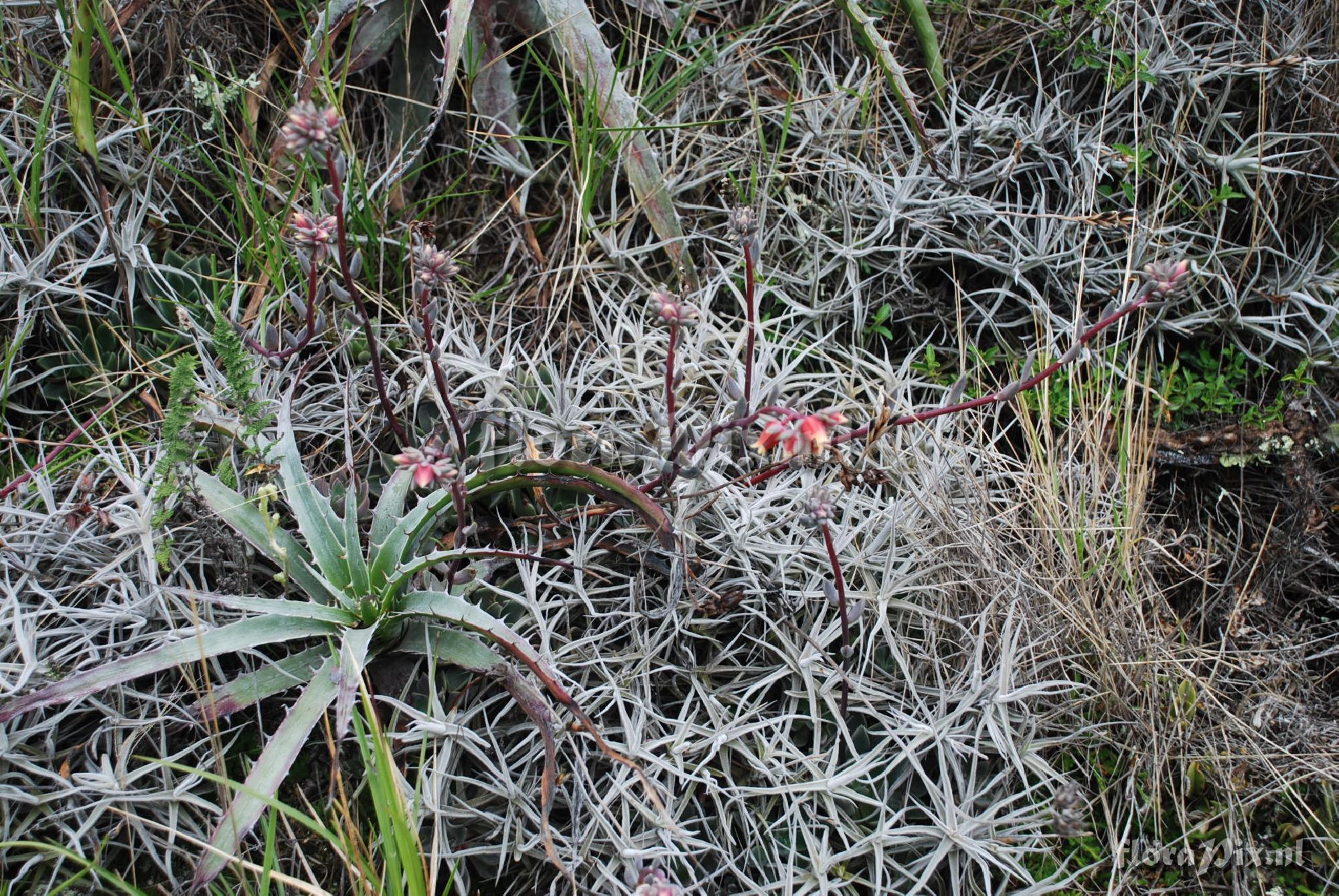 Puya densiflora