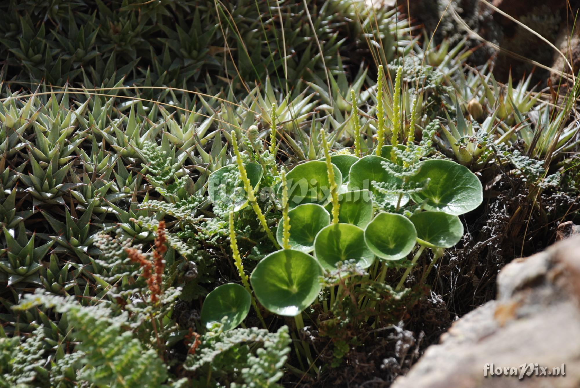 Deuterocohnia 