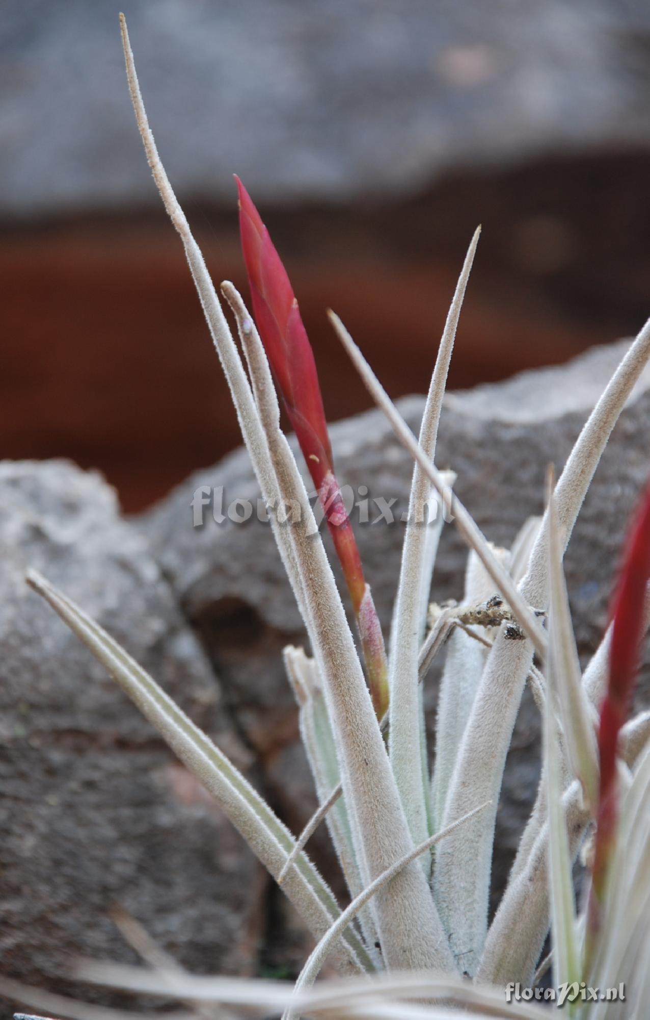 Tillandsia cardenasii