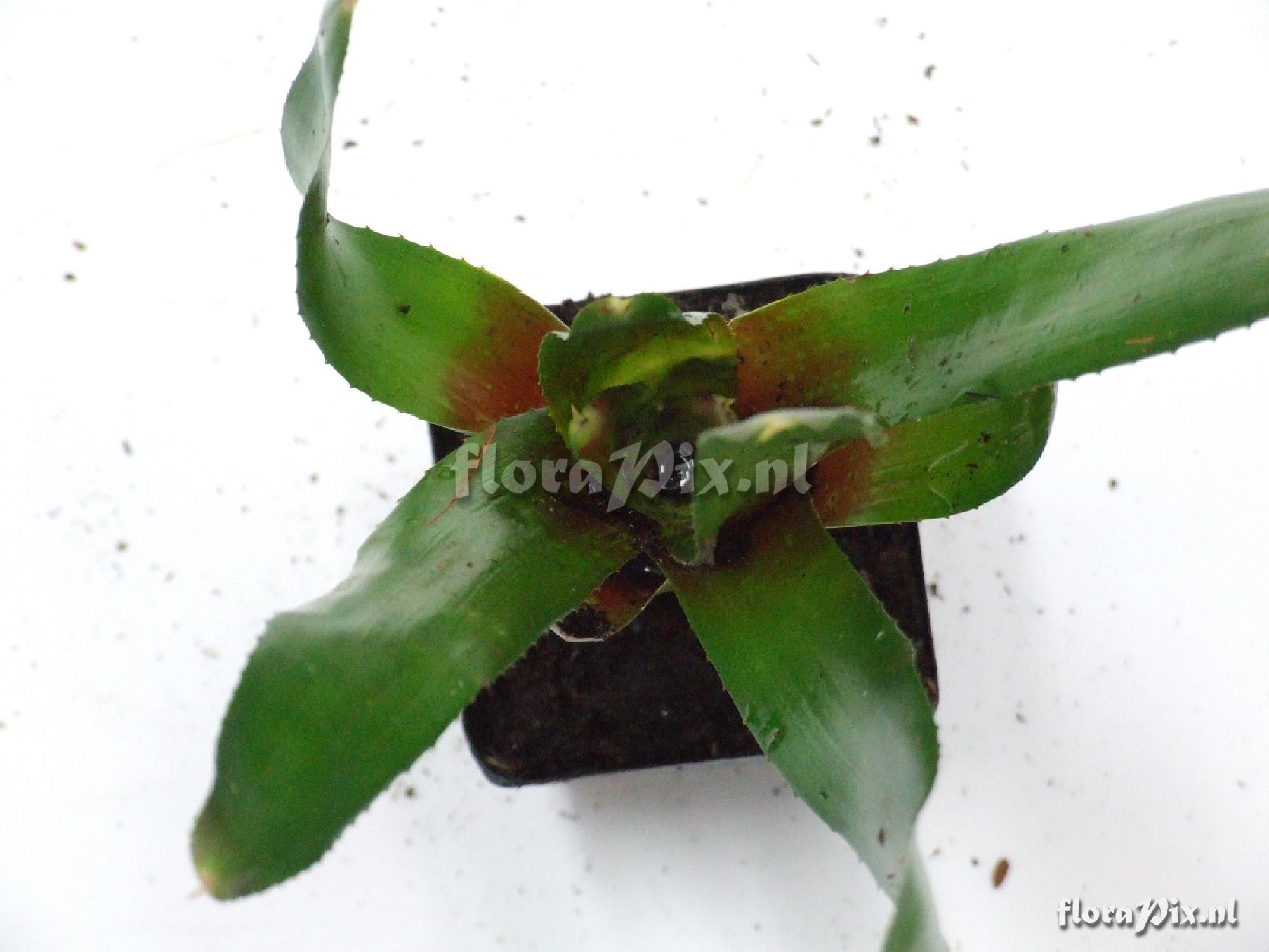 Neoregelia spec.