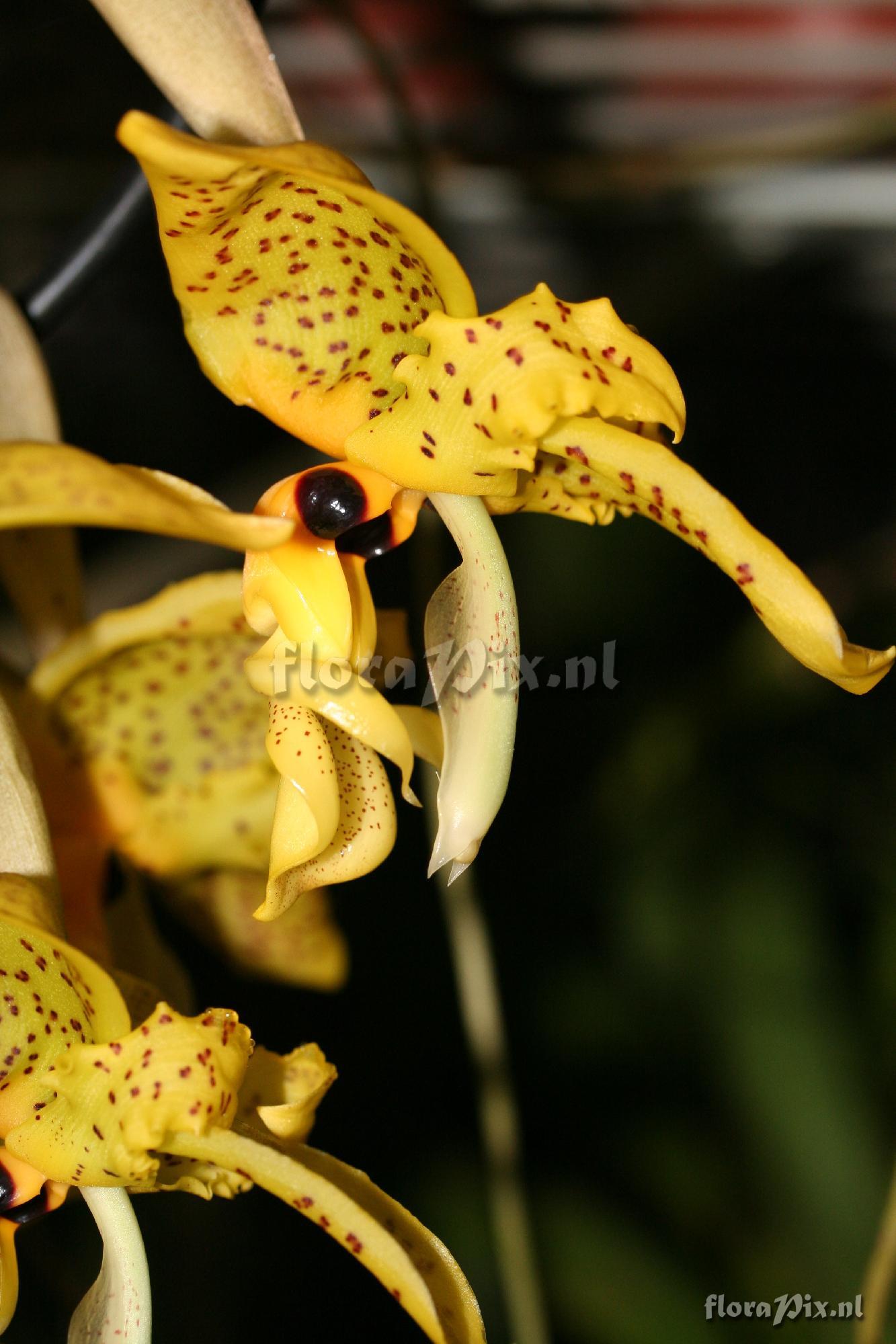 Stanhopea wardii