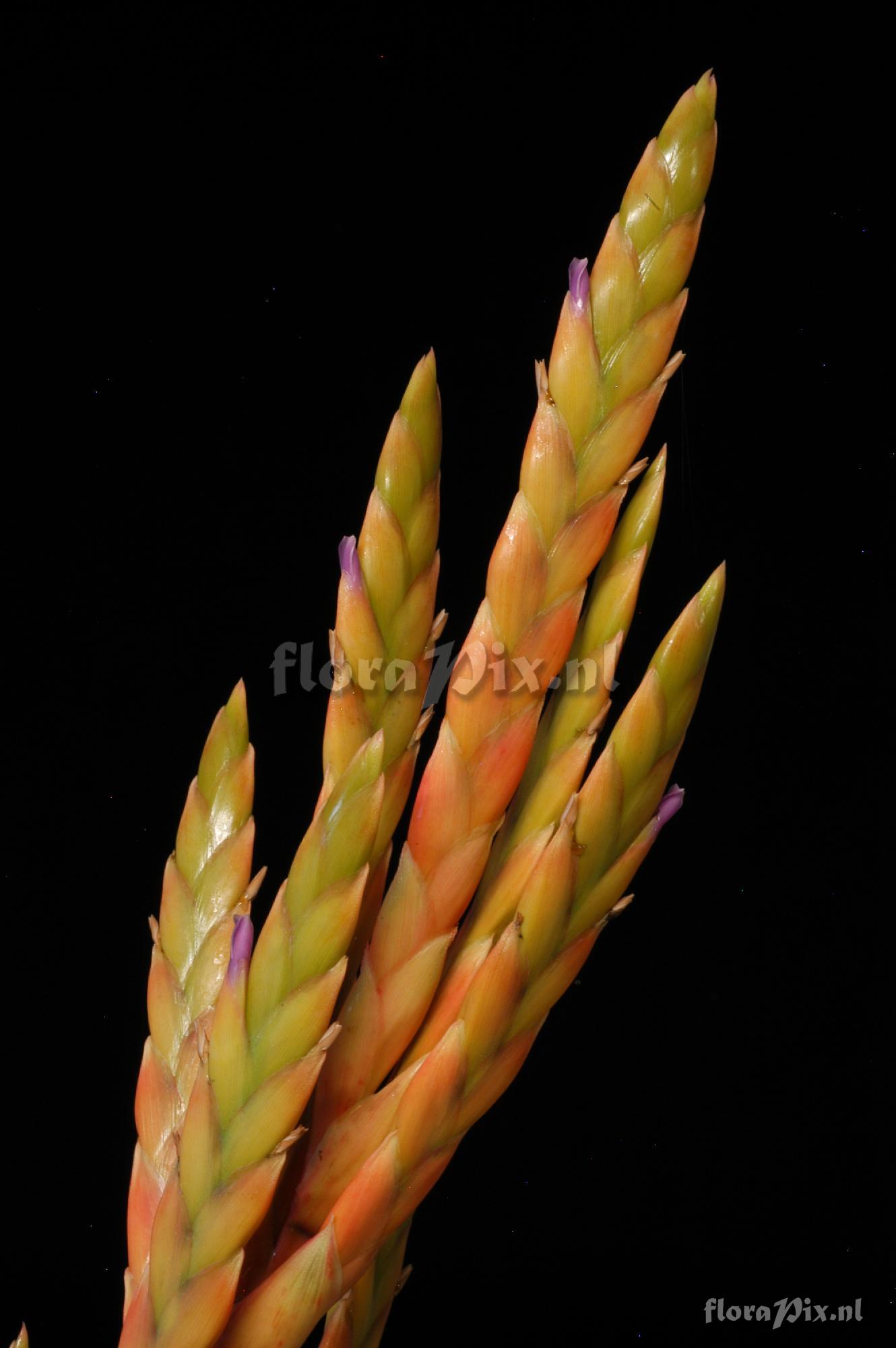 Tillandsia reversa