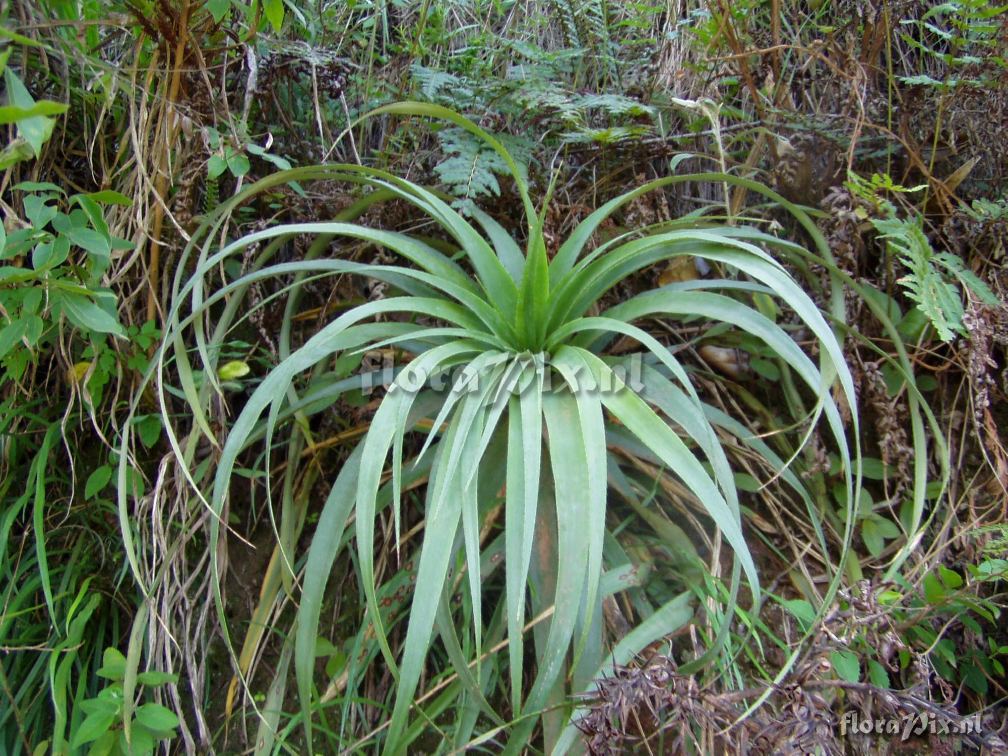 Puya spec.