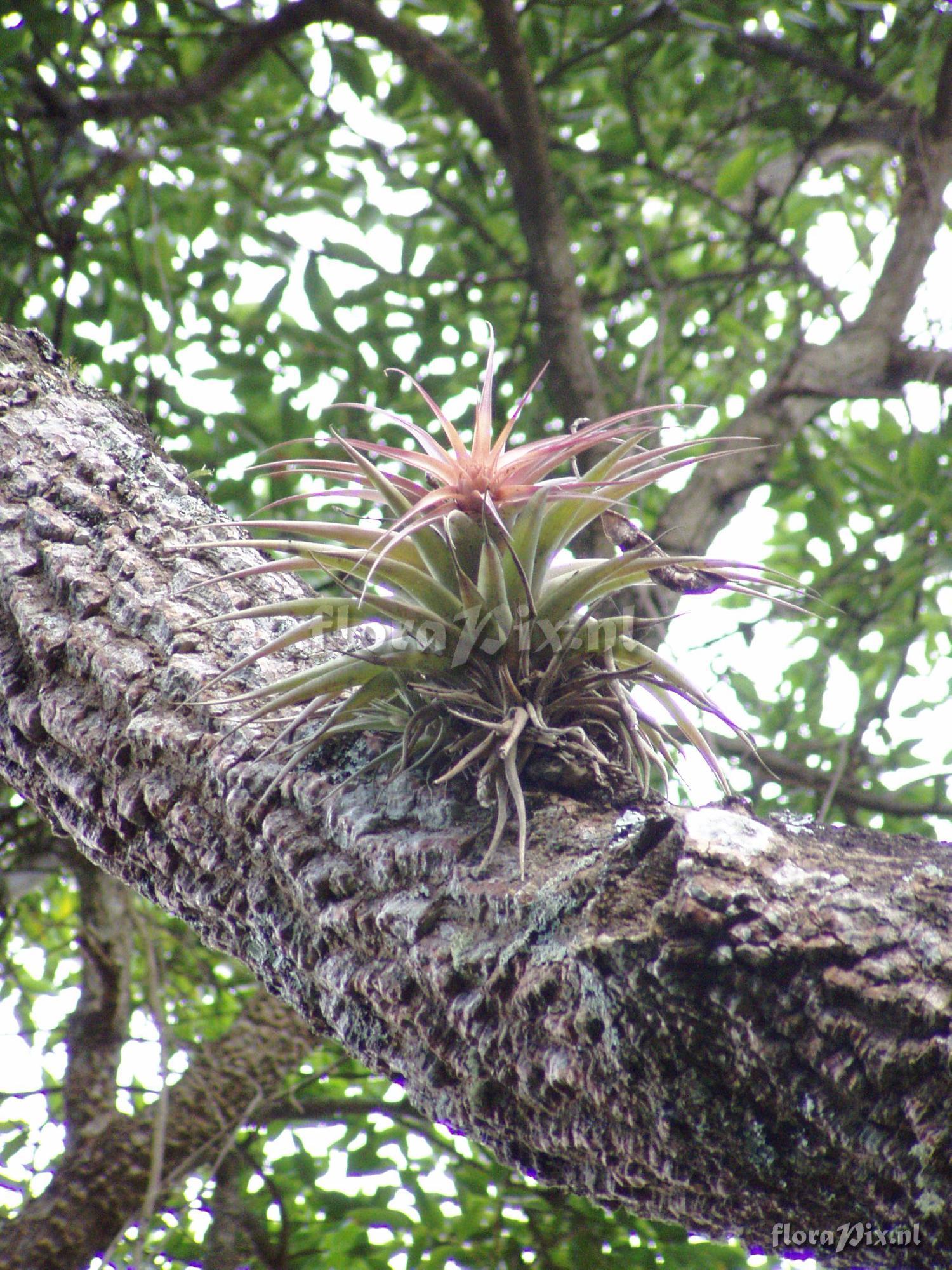 Tillandsia sp.