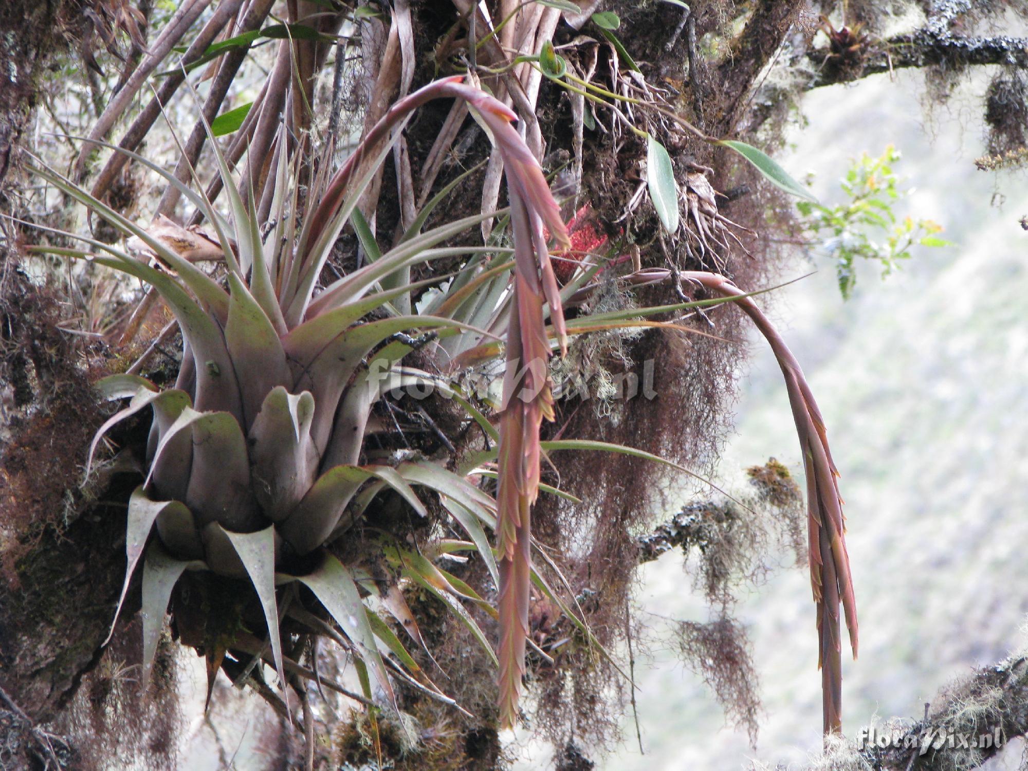 Tillandsia patula Mez