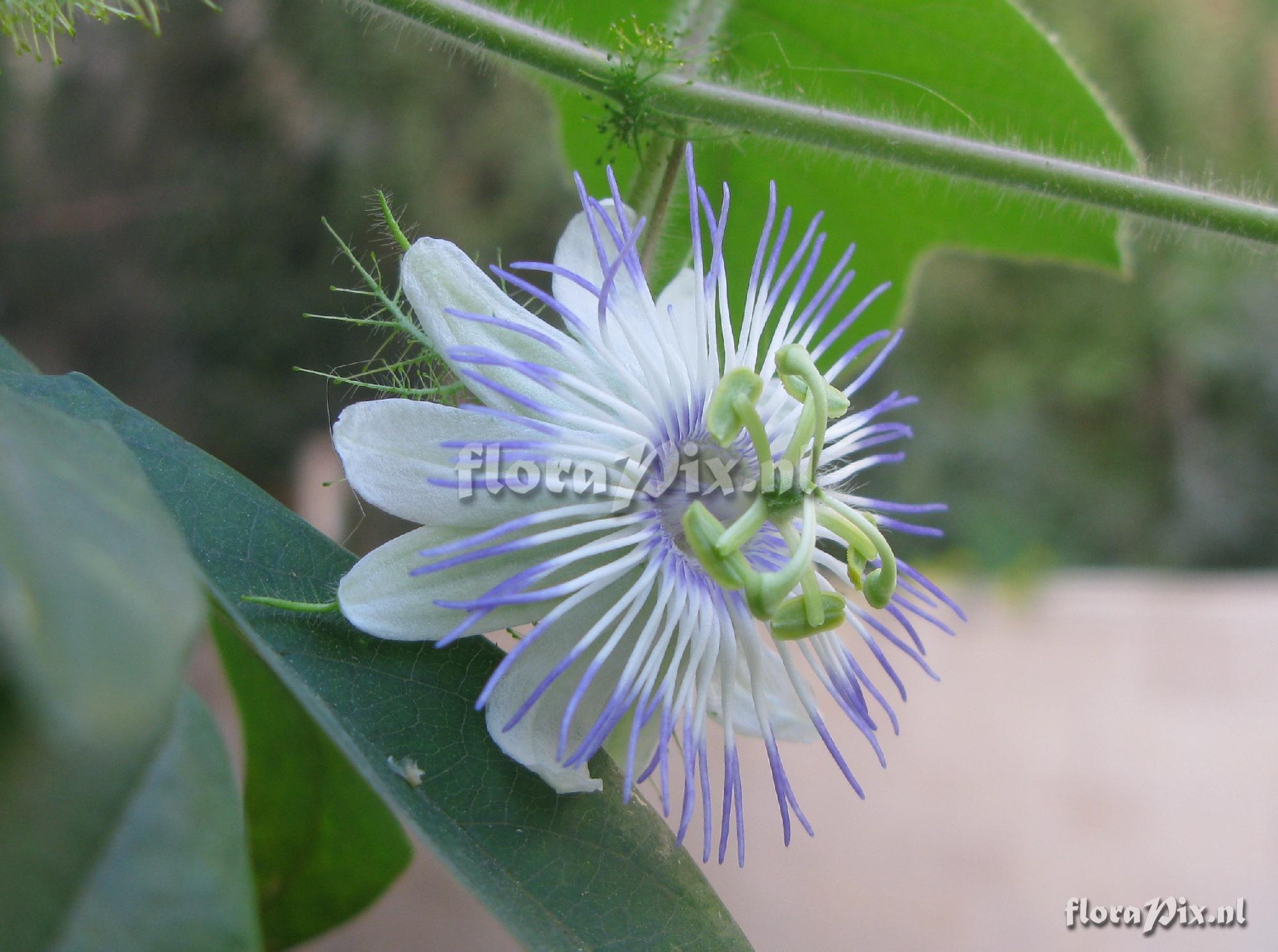 Passiflora foetida 