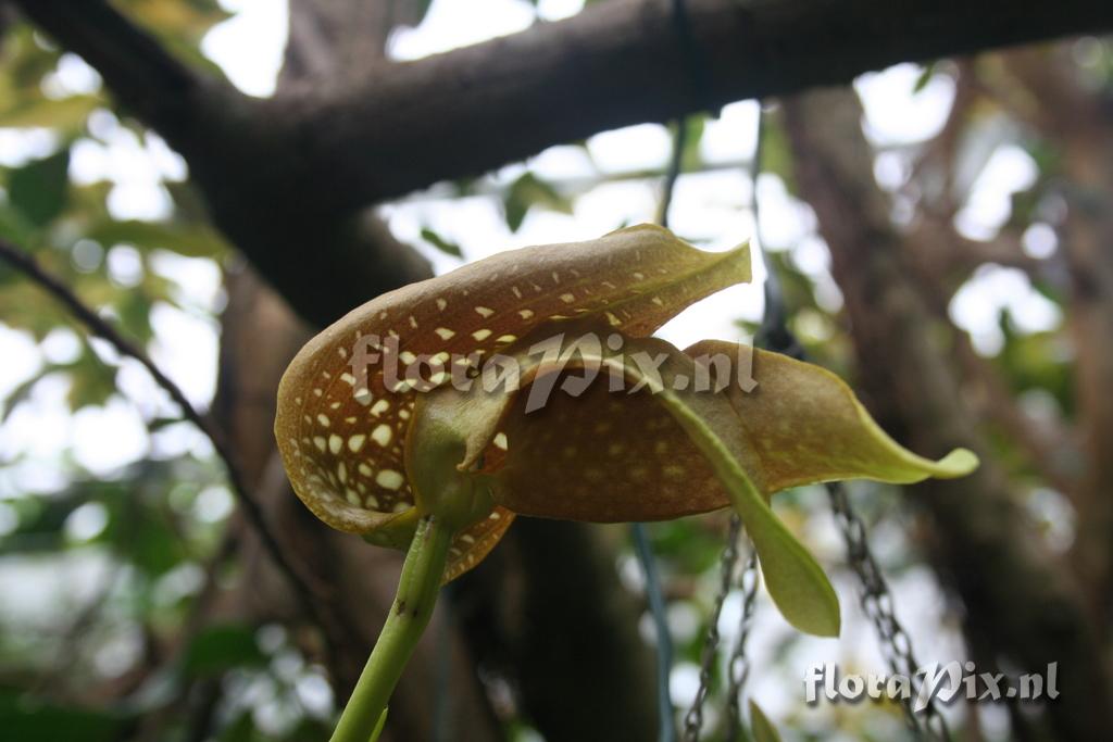 Bulbophyllum grandiflorum