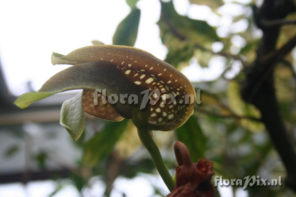 Bulbophyllum grandiflorum