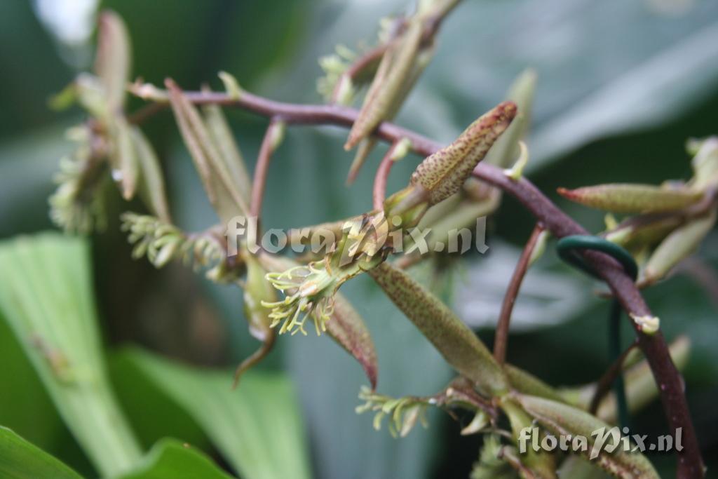 Catasetum appendiculatum