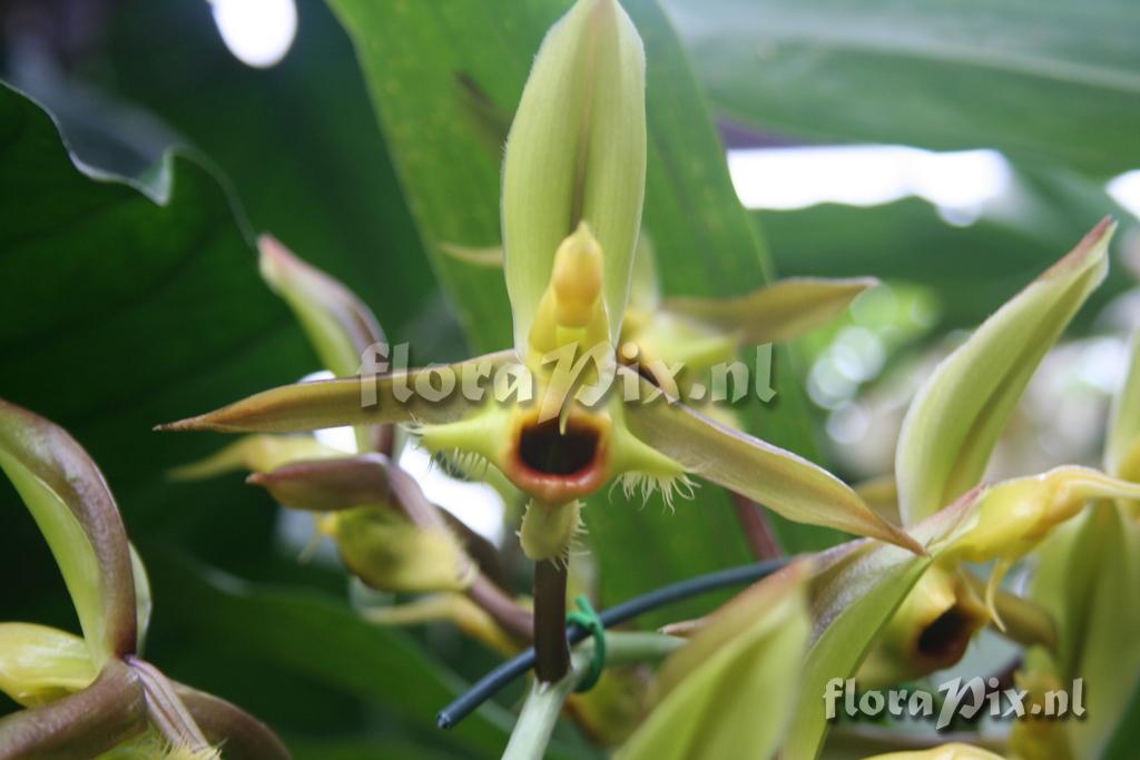 Catasetum christyanum