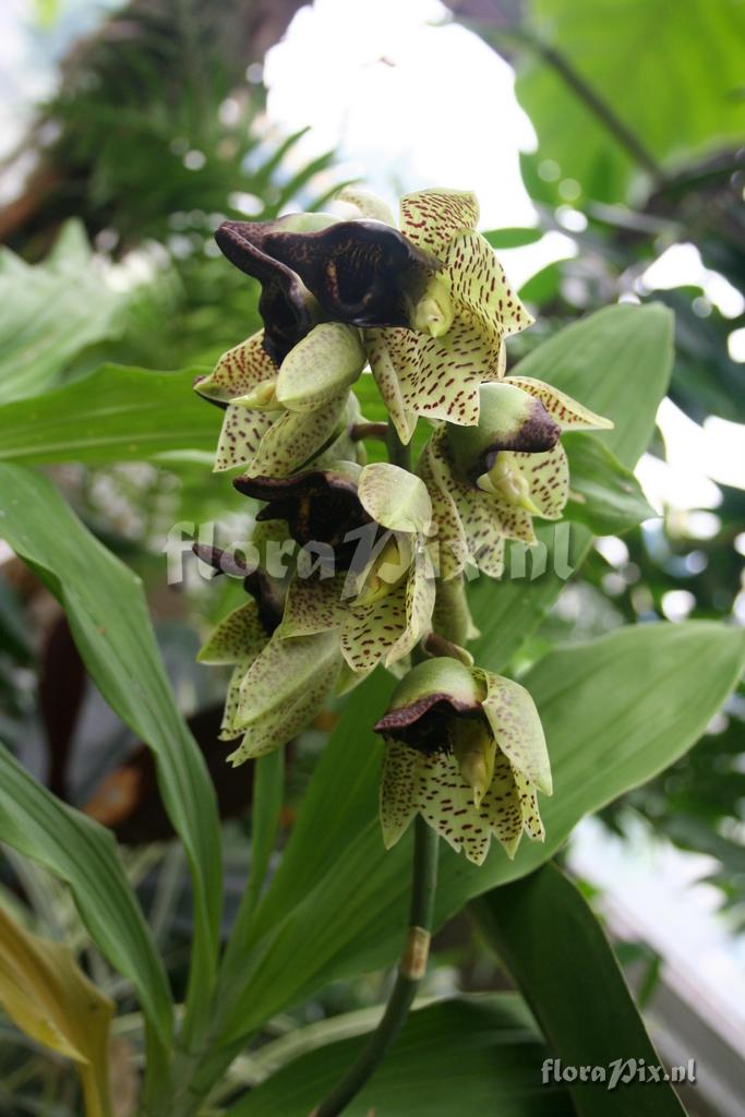 Catasetum sanquineum