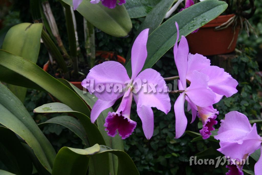 Cattleya 