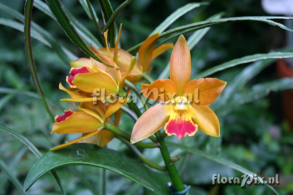 Cattleya 