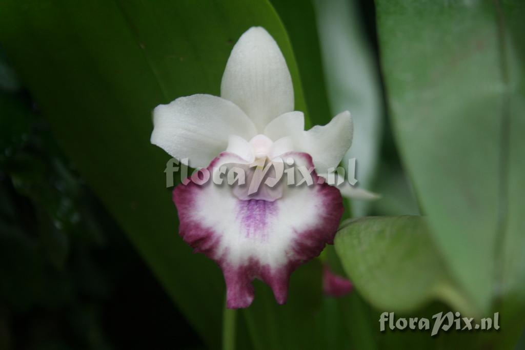 Cochleanthes marginata 