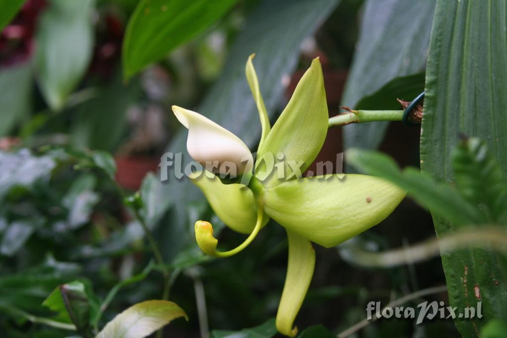 Cycnoches ventricosum 