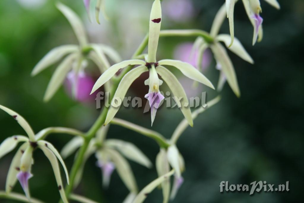 Prosthechea prismatocarpa