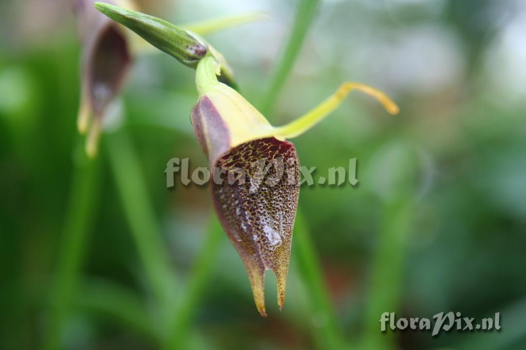 Masdevallia kuhniorum 