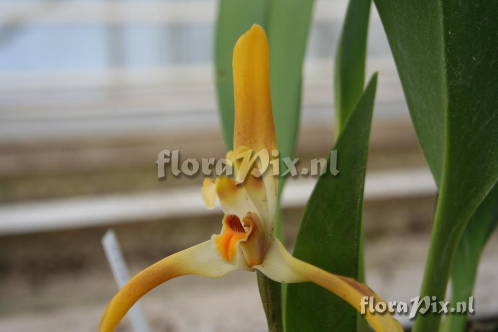 Maxillaria luteo-alba 