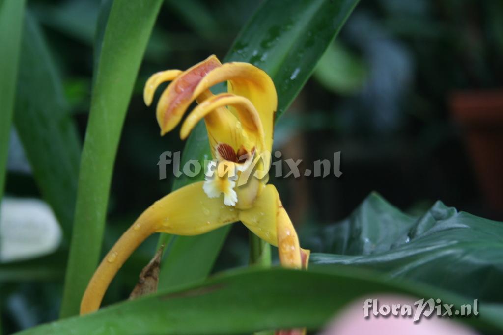 Maxillaria tricolor 