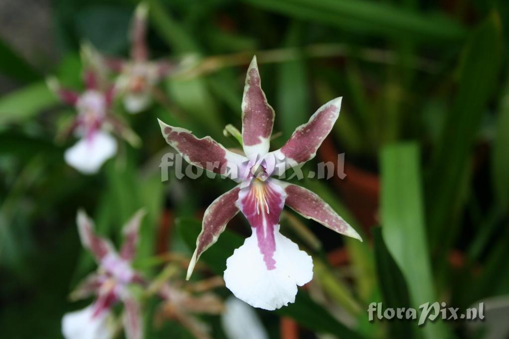 Miltonia 