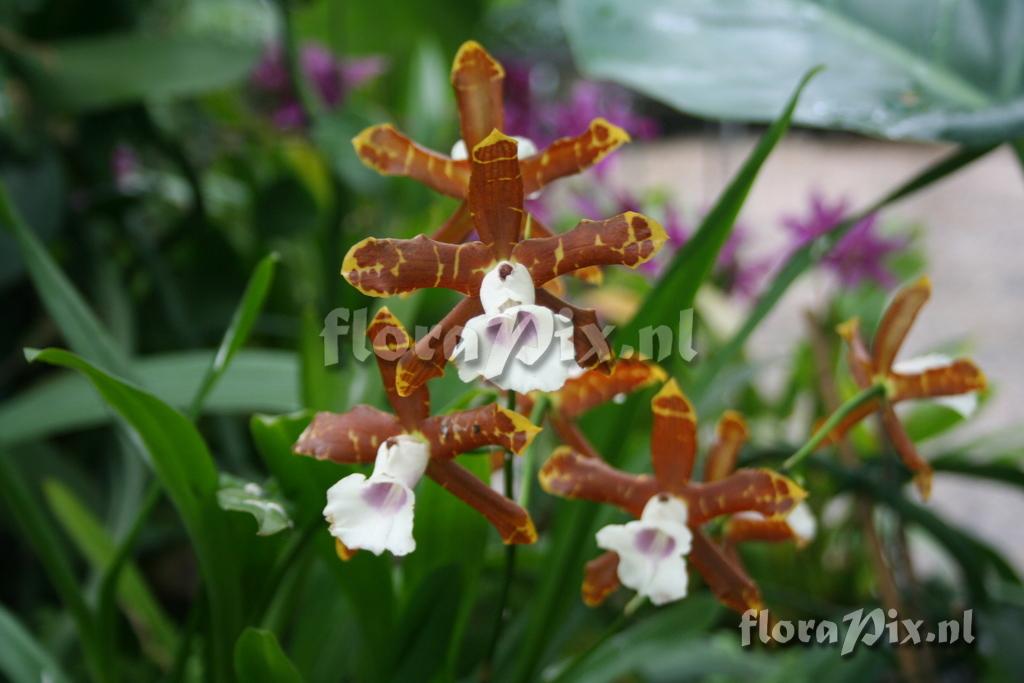 Miltonia candida var. grandiflora