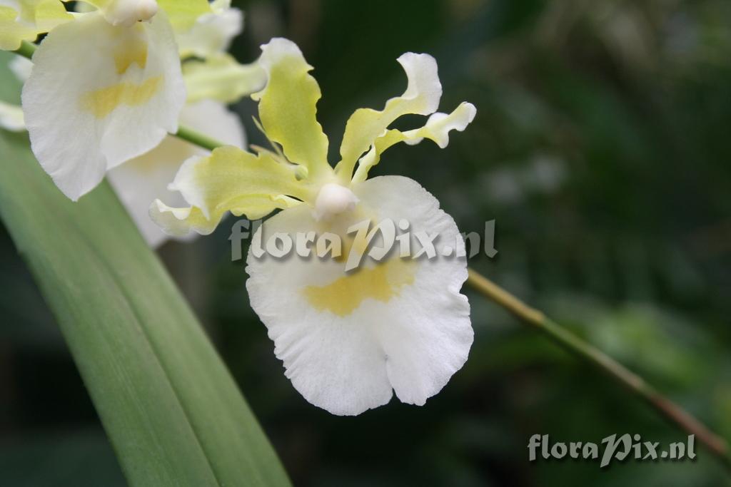 Miltonia warszewiczii alba