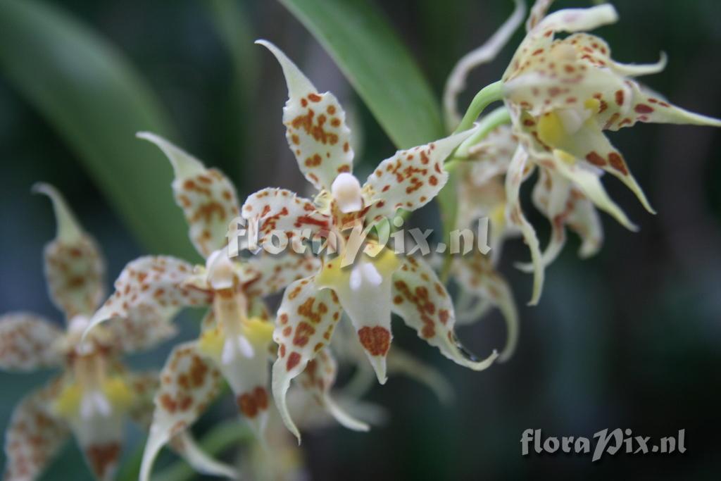 Odontoglossum crocidipterum 