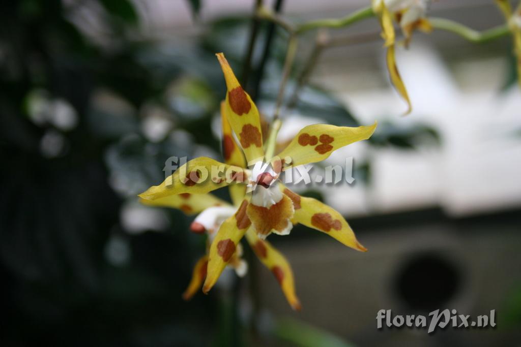 Odontoglossum epidendroides 