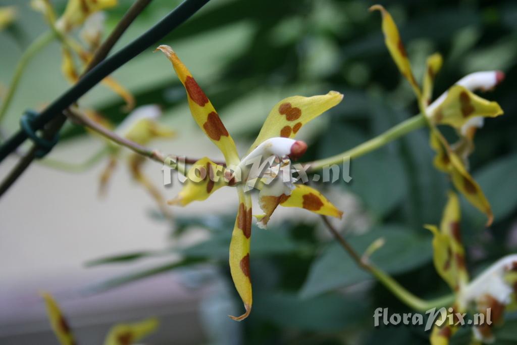 Odontoglossum epidendroides 