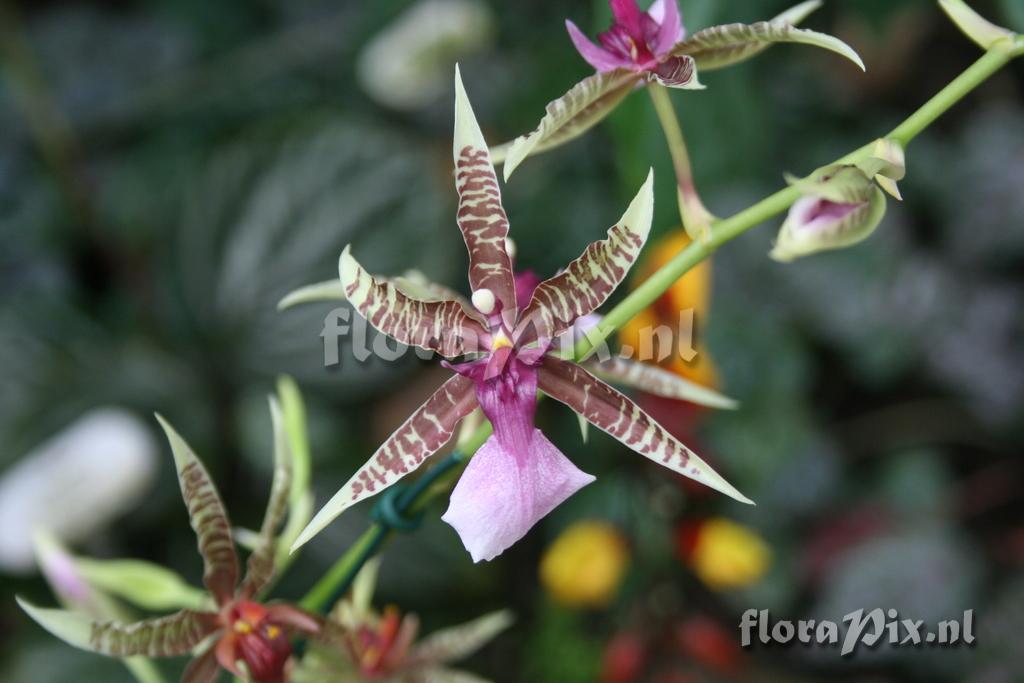 Oncidium hastilabium 