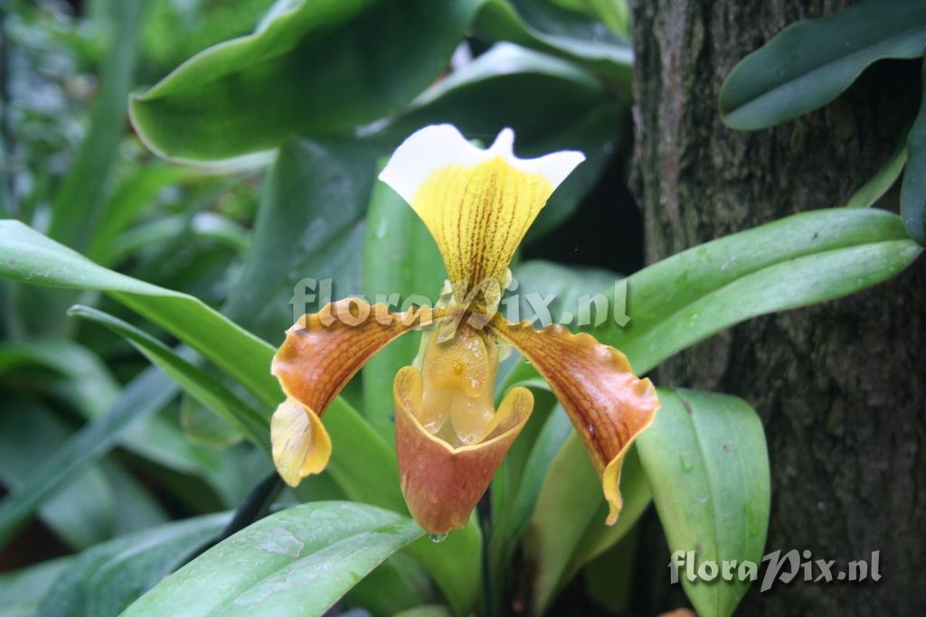 Paphiopedilum 