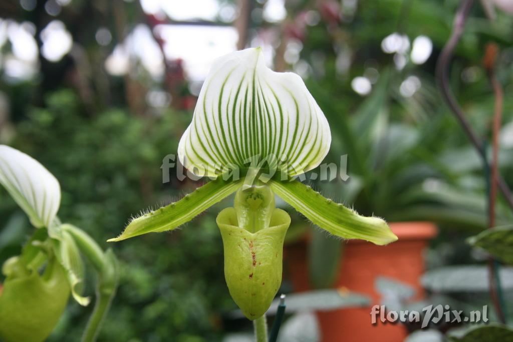 Paphiopedilum 