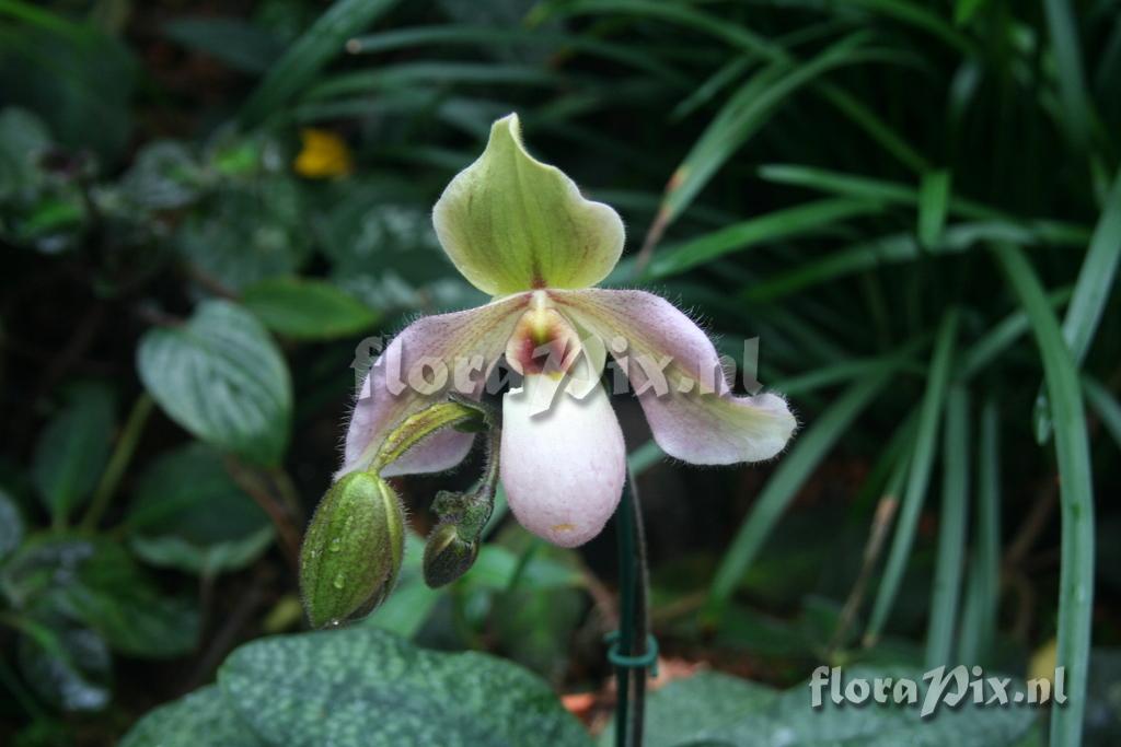 Paphiopedilum primulinum x delenatii