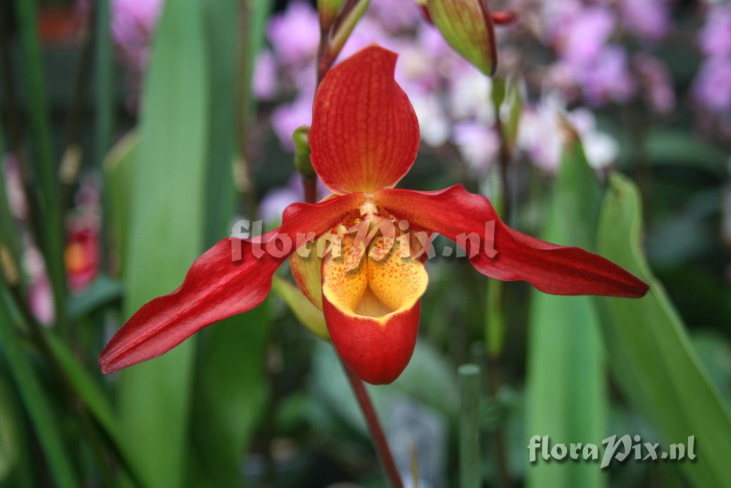 Phragmipedium 