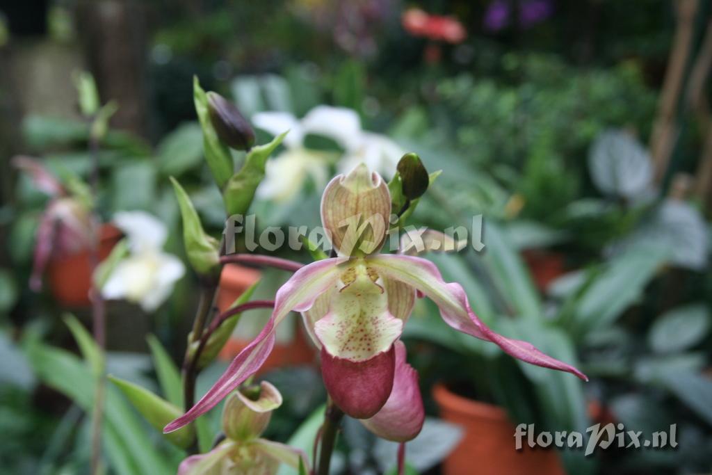 Phragmipedium 